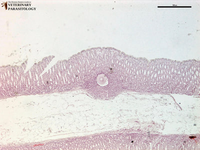 Eimeria gilruthi macromeront in abomasal mucosa
