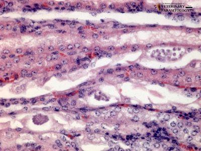 Klossiella equi schizont and sporocysts in equine kidney