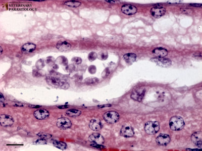 Klossiella equi sporocyst with many sporonts in equine kidney