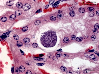 Klossiella equi schizont in equine kidney