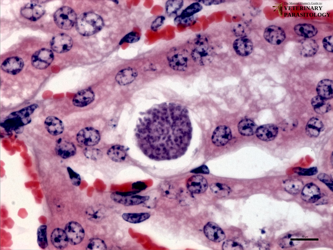 1j-klossiella-equi-cross-section-of-equine-kidney-8-stack-logo_orig.jpg