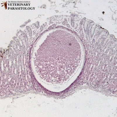 Eimeria gilruthi macromeront in abomasal mucosa