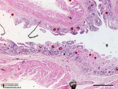 Eimeria macusaniensis macrogamonts and oocysts in llama intestine
