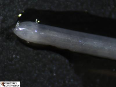 Dirofilaria immitis (heart worm) adult