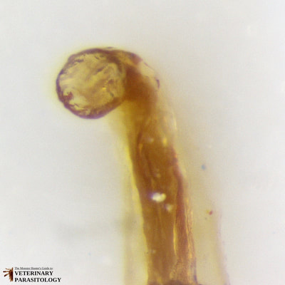Globocephalus urosubulatus