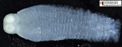 Paranoplocephala mamillana