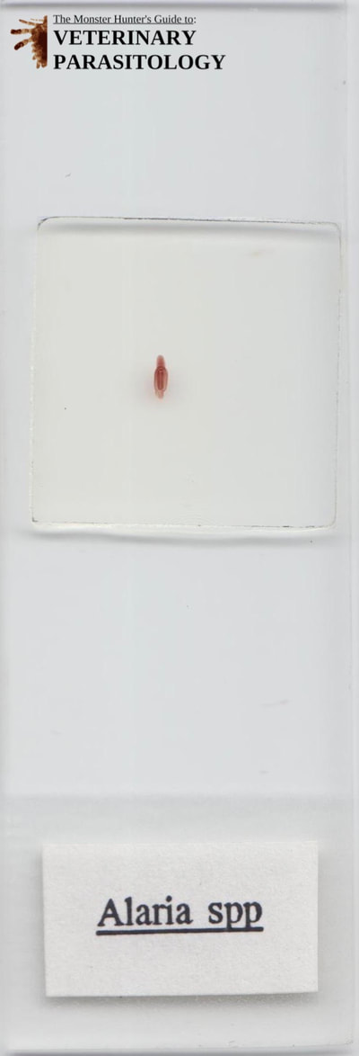 Alaria sp. fluke parasite