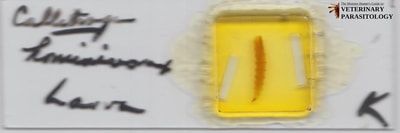 Cochliomyia hominivorax (aka., New World screw-worm fly) larva