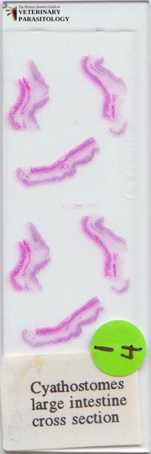 Intestinal lesions caused by cyathostomes (aka., small strongyles or members of the subfamily Cyathostominae)