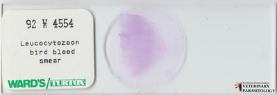 Leucocytozoon sp. gametocytes in avian blood smear