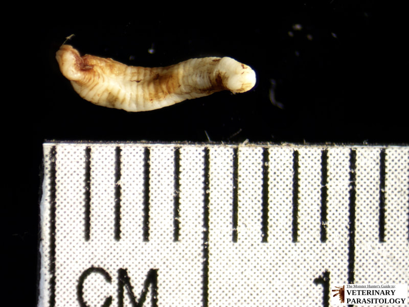 Pentastome nymph from canine visceral pentastomiasis.