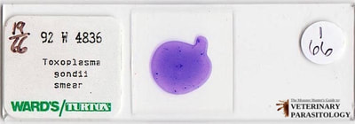 Toxoplasma gondii tachyzoites