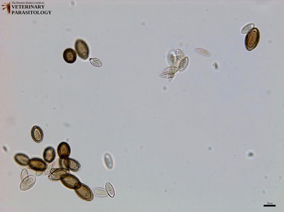 Acanthocephala eggs (goldish-brown color) and acanthors (transparent)