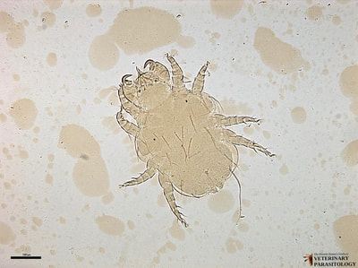 Cheyletiella sp. (aka., fur mite or walking dandruff)