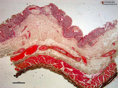 Intestinal lesions caused by cyathostomes (aka., small strongyles or members of the subfamily Cyathostominae)