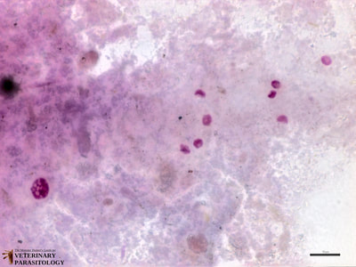 Cyclospora sp. oocysts, stained fecal smear