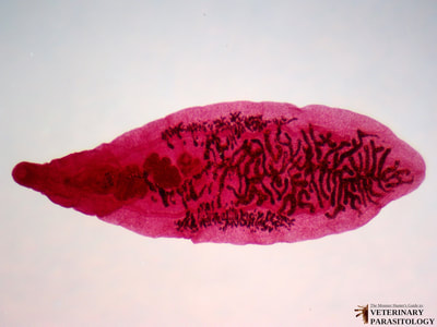 Dicrocoelium dendriticum (aka., Dicrocoelium lanceatum, Small Lanceolate Fluke)