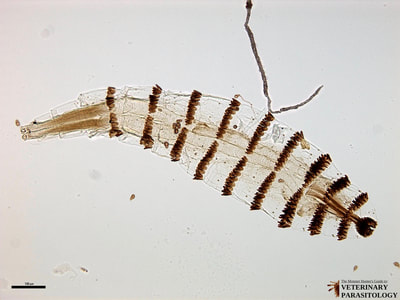 Gasterophilus sp. (aka., horse botfly) 1st instar larva