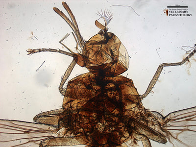 Glossina sp. (aka., tsetse fly, tzetze fly, tik-tik fly)