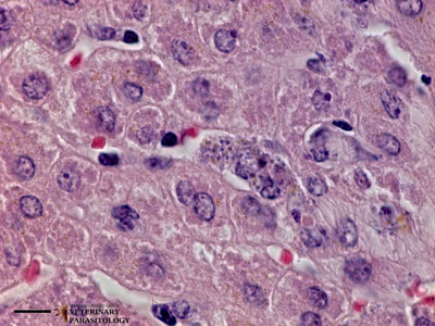 Leishmania sp. amastigotes in liver