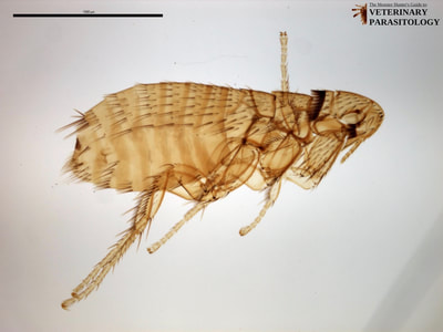 Leptopsylla segnis (aka., European mouse flea)
