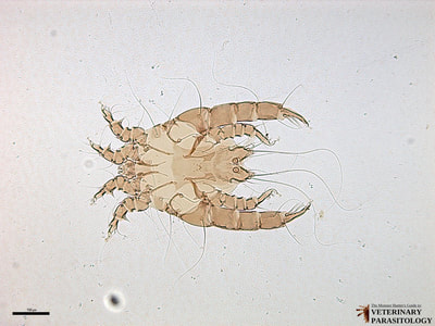 Megninia columbae (aka., feather mite) male from pigeon