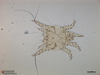 Otodectes cynotis (aka., ear mite)