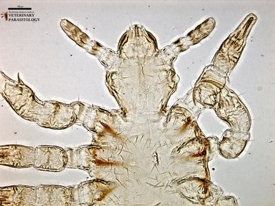 Pediculus humanus (aka., human body louse)