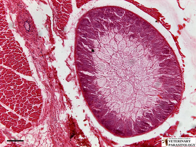 Sarcocystis sp. sarcocyst in avian muscle (i.e., rice breast disease)
