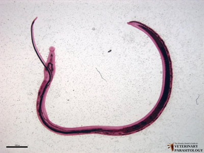 Schistosoma japonicum male and female in copula