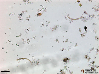 Strongyloides larva