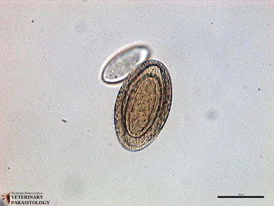 Acanthocephala egg (goldish-brown color) and acanthor (transparent)