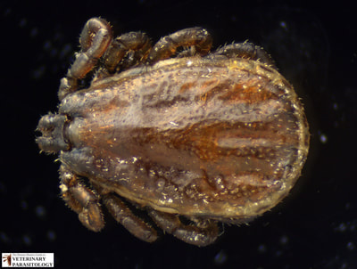 Dermacentor albipictus male