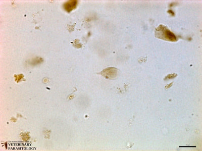 Giardia lamblia trophozoites