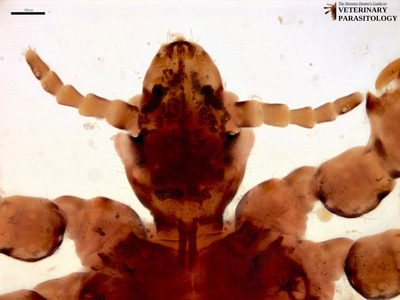 Haematopinus eurysternus (aka., short-nosed cattle louse) of bovine