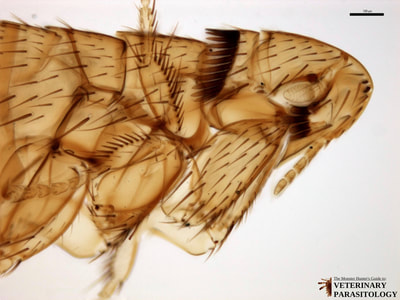 Leptopsylla segnis (aka., European mouse flea)