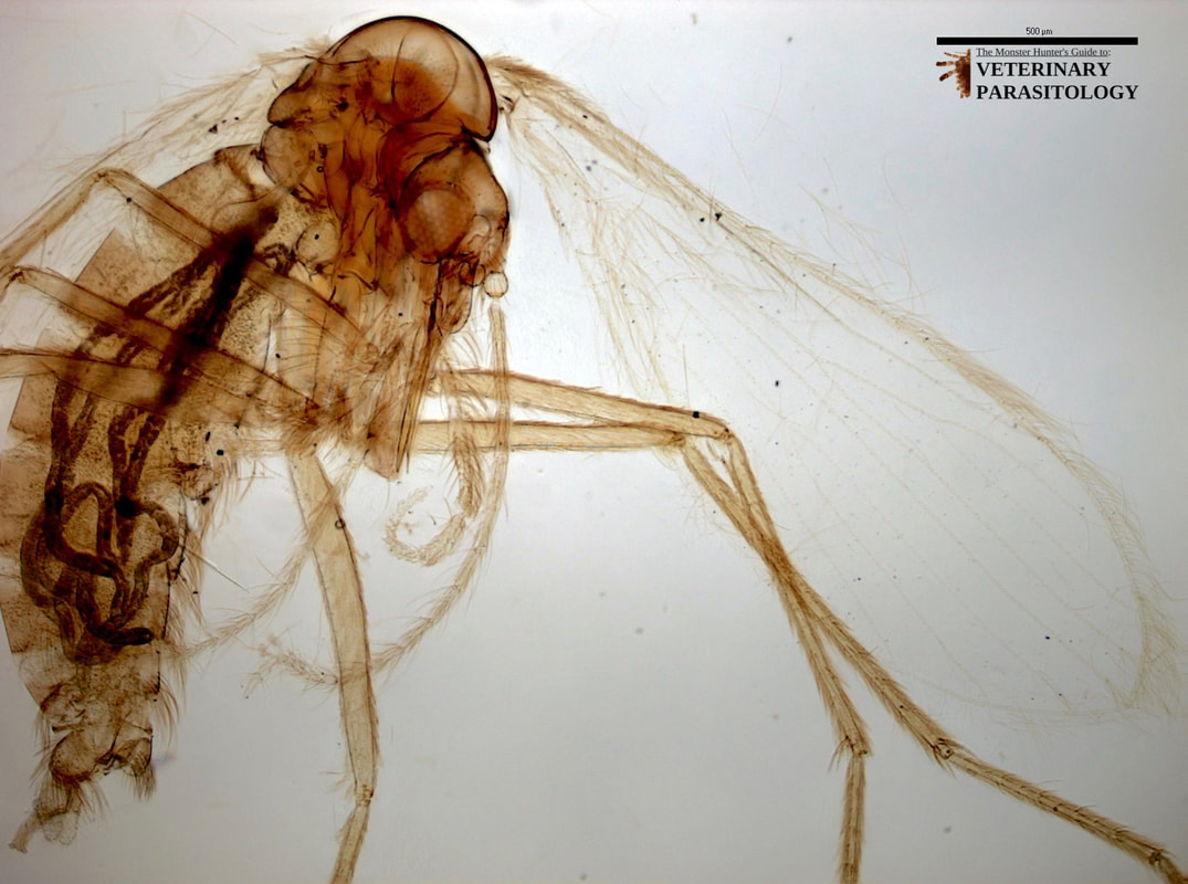Oestrus sp. Flies - MONSTER HUNTER'S GUIDE TO: VETERINARY PARASITOLOGY