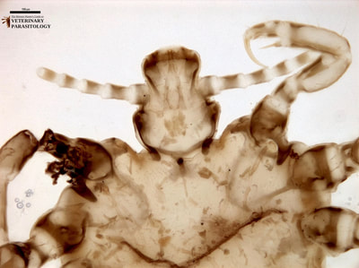 Pthirus pubis (aka., crab louse) of humans