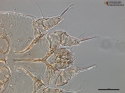 Sarcoptes scabiei from llama