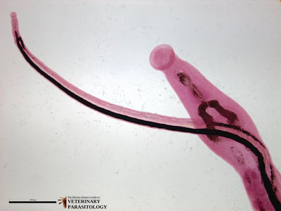 Schistosoma japonicum male and female in copula