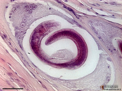 Trichinella spiralis encysted larva