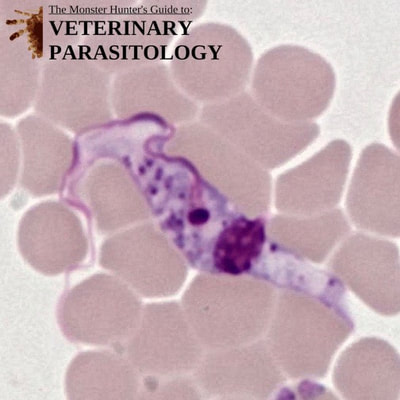 Trypanosoma cervi trypomastigote