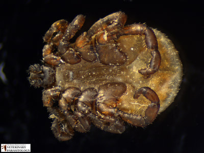 Dermacentor albipictus male