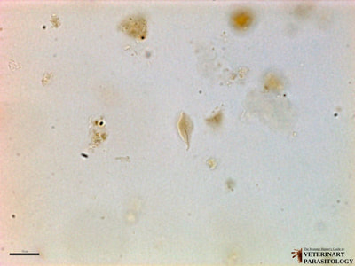 Giardia lamblia trophozoites