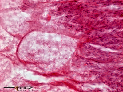 Sarcocystis sp. sarcocyst in avian muscle (i.e., rice breast disease)