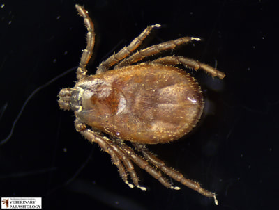 Dermacentor albipictus female