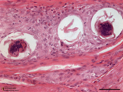Heterobilharzia sp. eggs in canine intestine