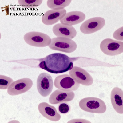 Leucocytozoon sp. gametocyte in avian blood smear