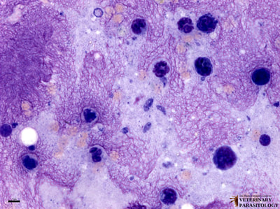 Toxoplasma gondii tachyzoites