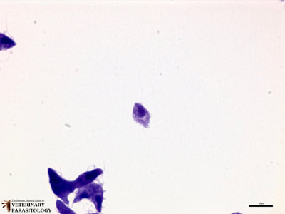 Tritrichomonas foetus trophozoites